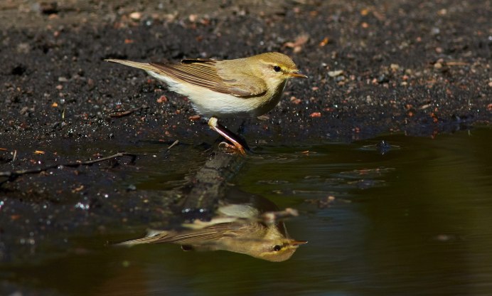 Алтайский заповедник пеночка теньковка