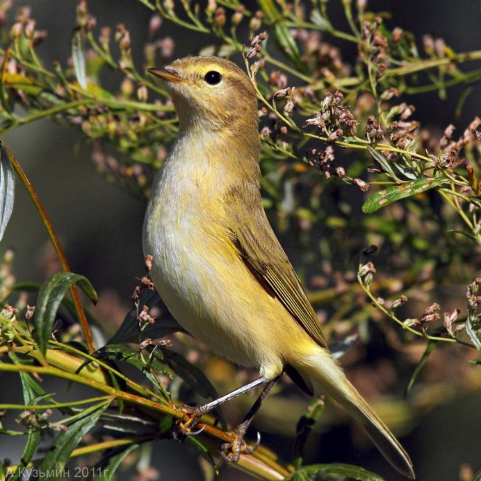 Phylloscopus sibilatrix
