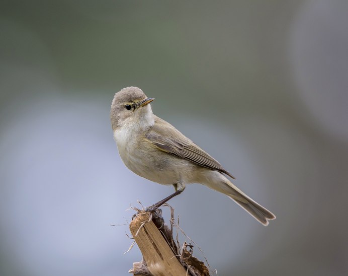 Семейство Славковые птицы