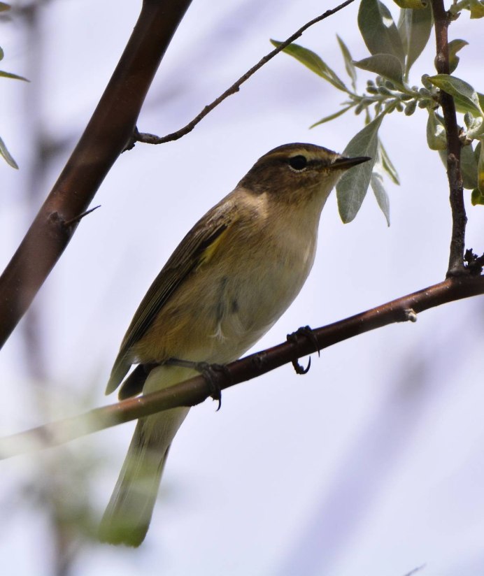 Птица пеночка теньковка