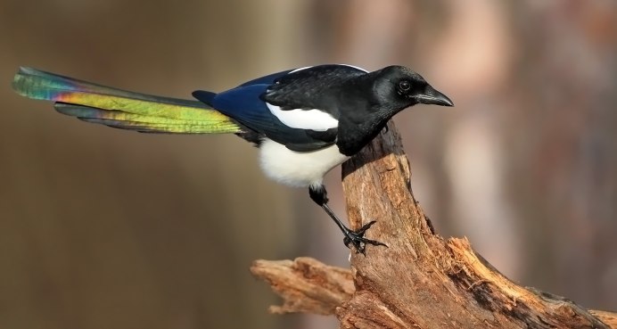 Домик птицы пеночки