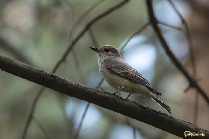 Коричневая птица