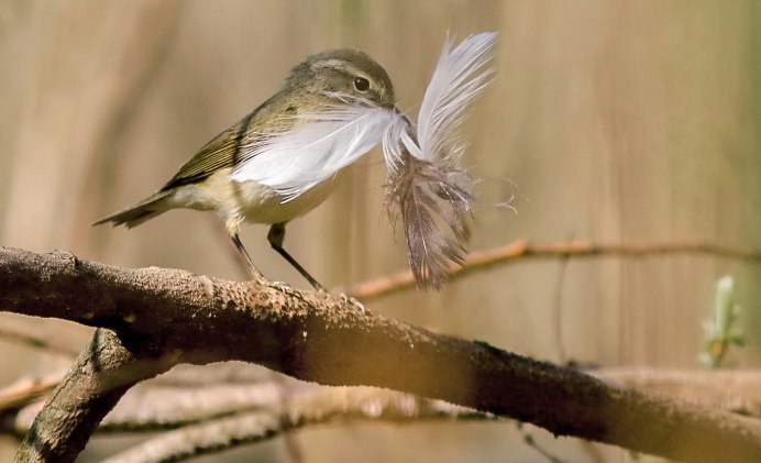 Трещетка птица из семейства Сорочьих