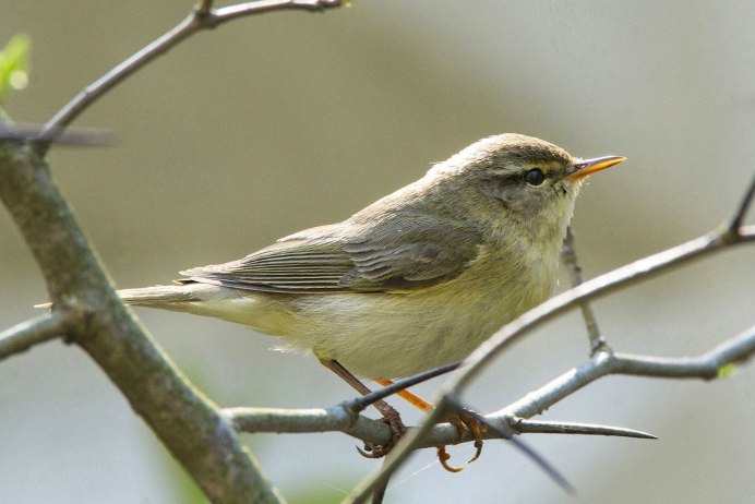 Пеночка теньковка Кавказская
