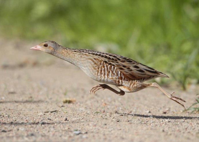 Синичка лазоревка в полете