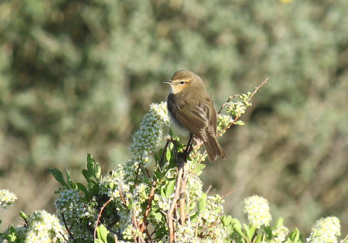 Пеночка желтобровка