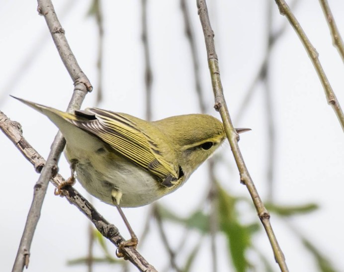 Пеночка желтобровка