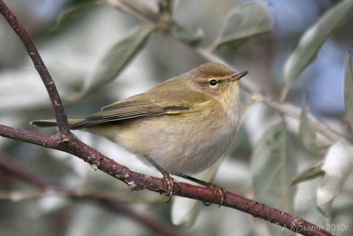 Чернобровая пеночка