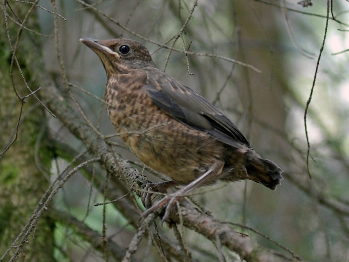 Серая птичка трещетка