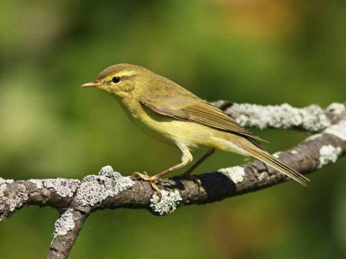 Пеночка-теньковка гнездо