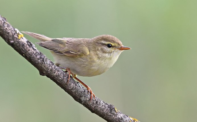 Пеночка-теньковка (Phylloscopus collybita)