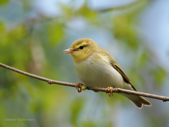 Пеночка желтобровка
