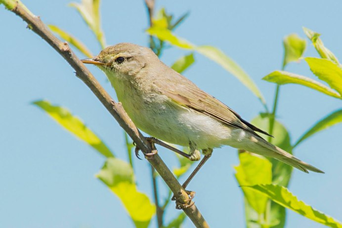 Птица пеночка весничка