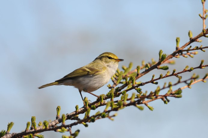 Подотряду певчие воробьиные