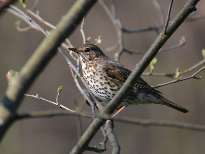 Птичка пеночка весничка