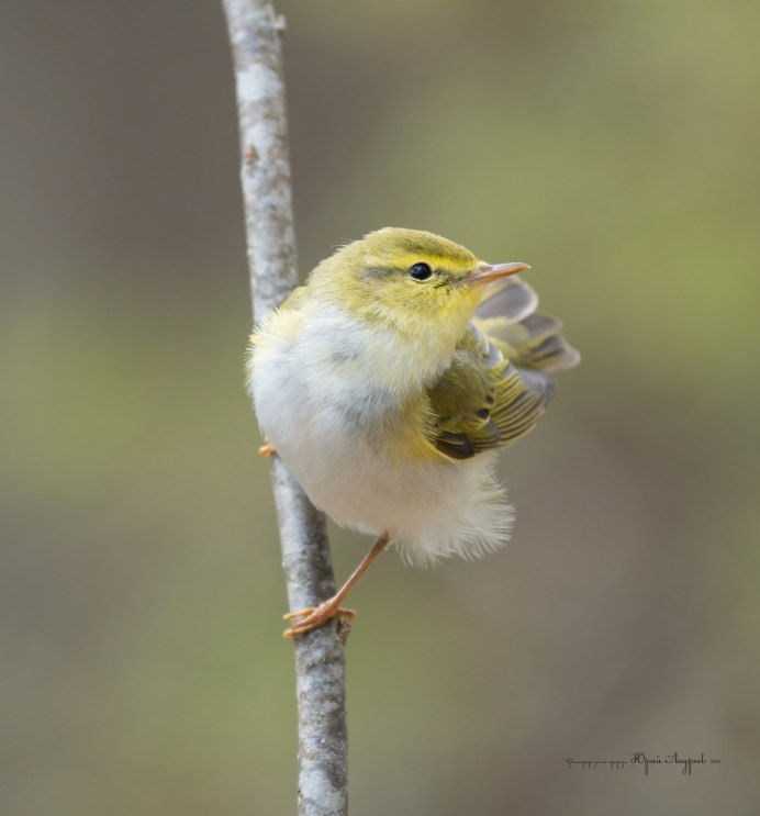Китайский Дрозд
