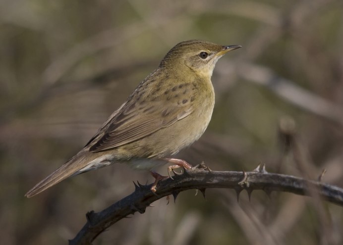 Белозобый Дрозд, пеночка-теньковка,