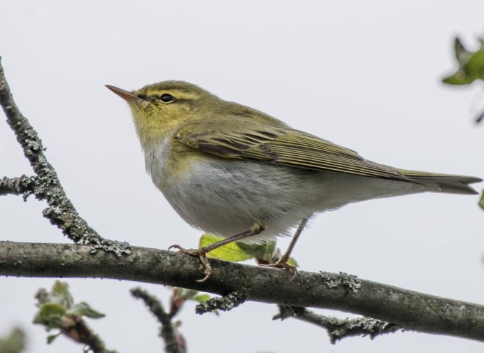 Пеночка желтобровка