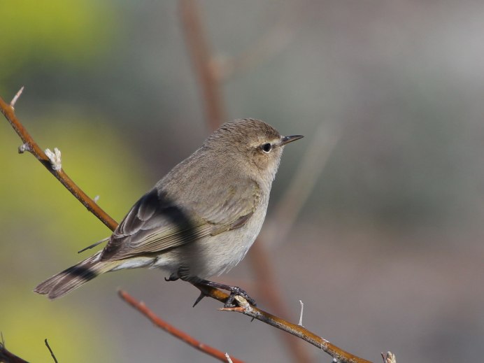 Пеночка-трещотка звук