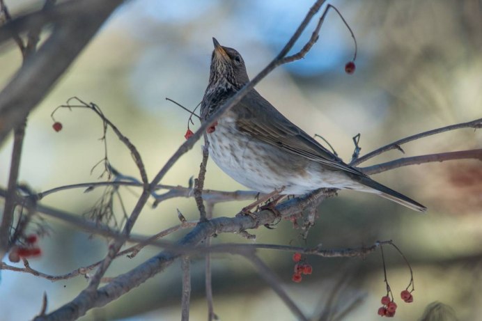 Пеночка птица гнездо