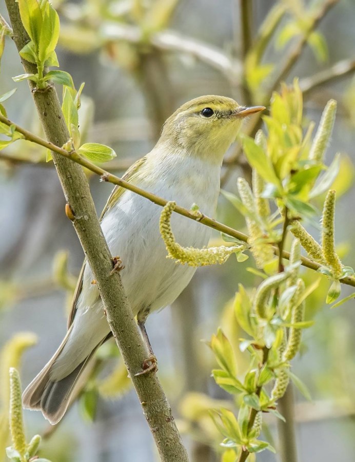 Пеночка желтобровка
