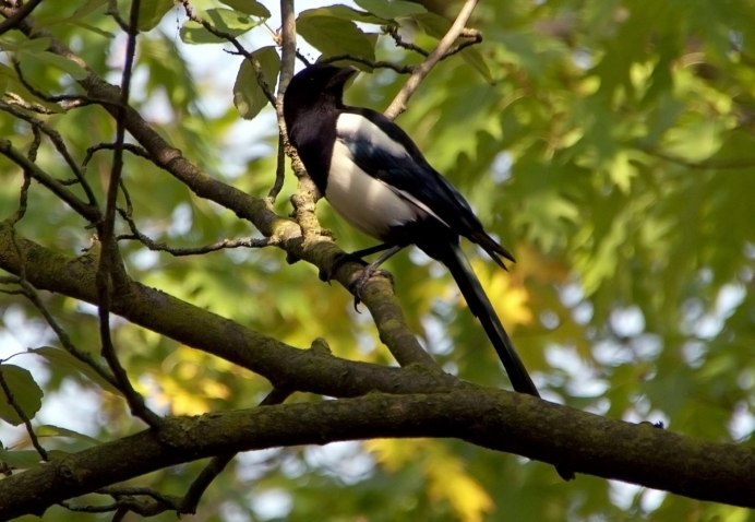 Горихвостка Чернушка птица пение