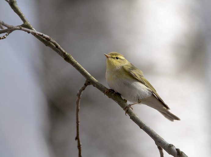 Пеночка желтобровка