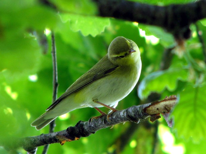 Пеночка-весничка самец
