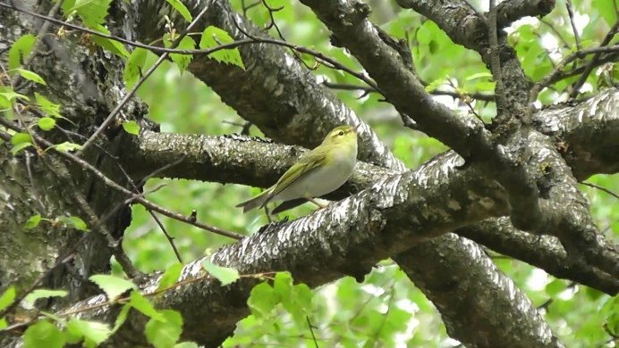 Зеленая пеночка