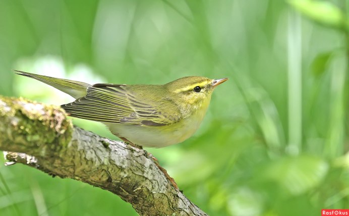 Птица пеночка весничка