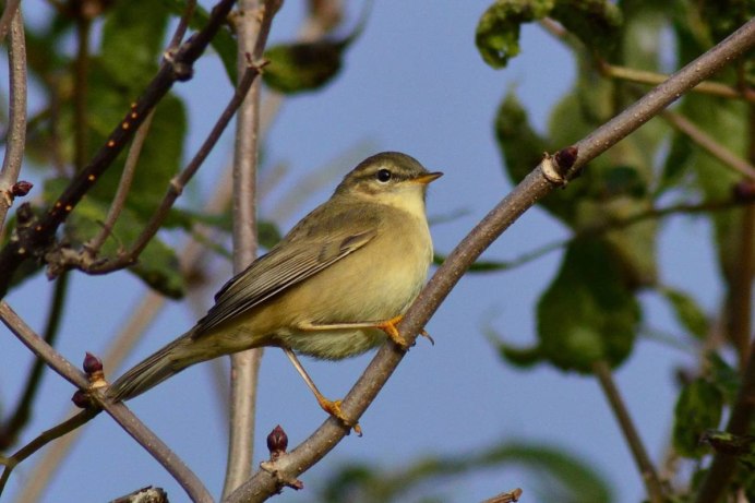 Перо пеночки