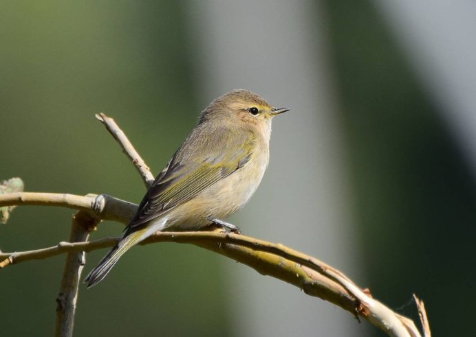 Пеночка систематика