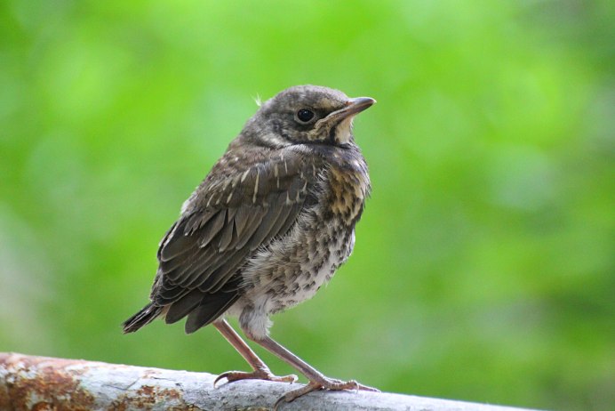 Сибирский Дрозд
