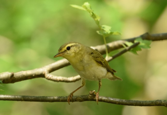 Phylloscopus sibilatrix