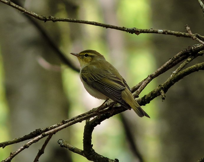 Phylloscopus collybita