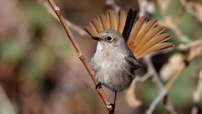 Птицы в парке