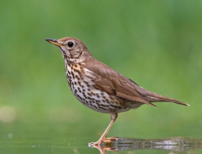 Птица с хвостом вверх