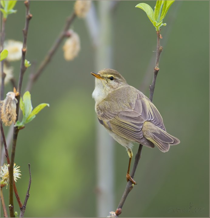 Пеночка-весничка (Phylloscopus trochilus)