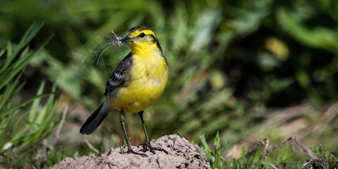Сибирский Дрозд