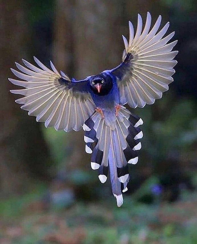 Певчий Дрозд