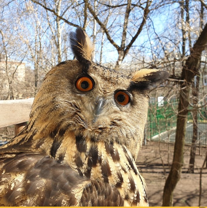 Малайский Филин