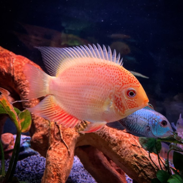 Etroplus suratensis