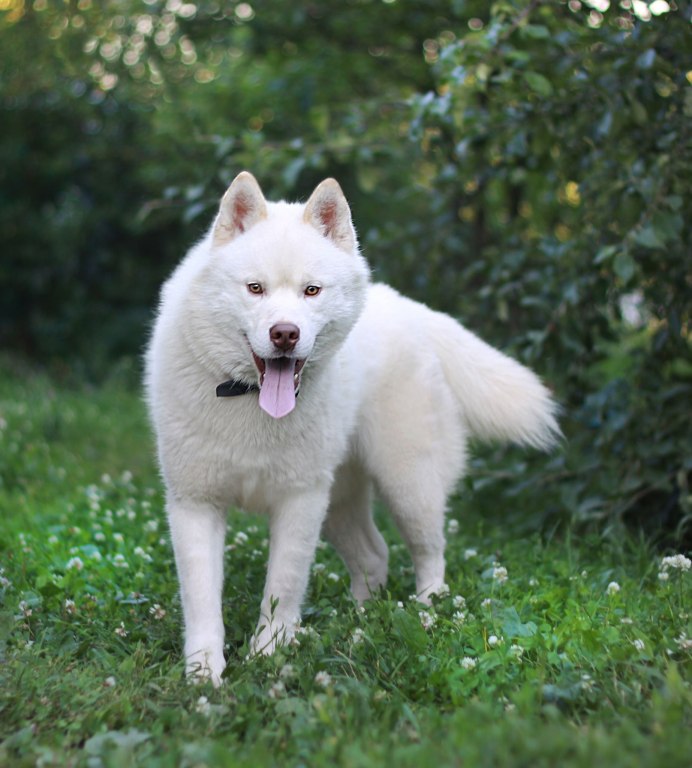 Тундровый волк (canis Lupus Albus) самка