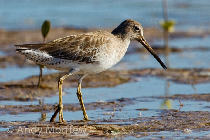Кулик Перелетная птица