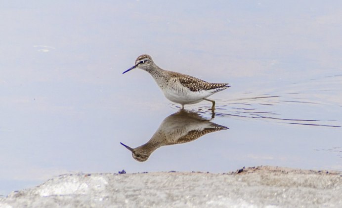 Кулик птица в тундре