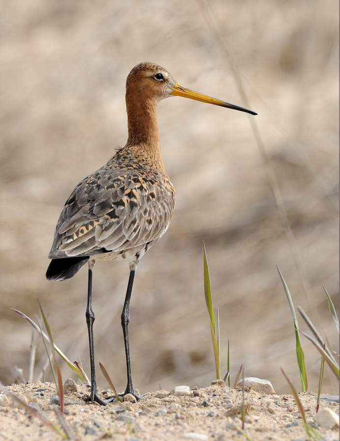 Кулик веретенник птица