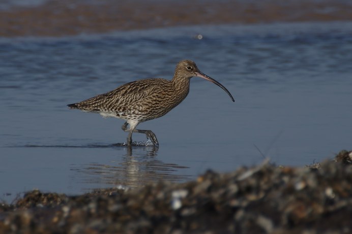 Чернозобик Балтийский подвид