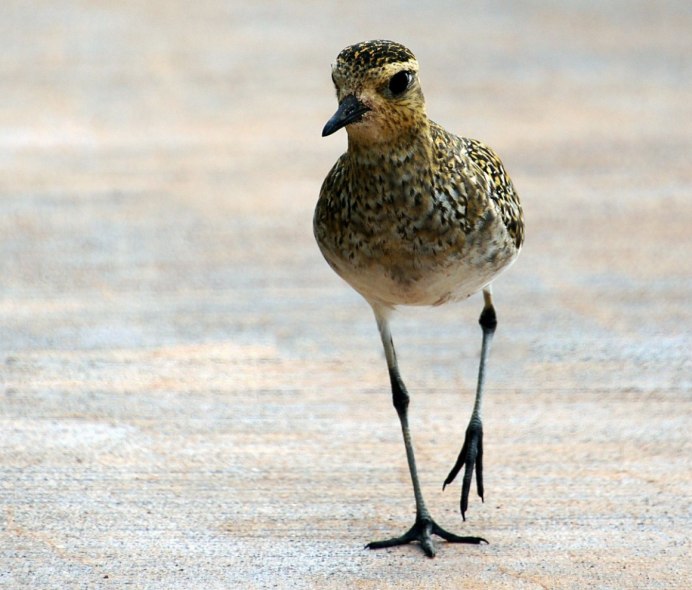 Бекас песочник