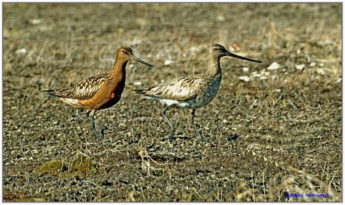 Кулик птица Болотная