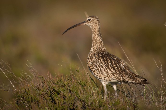 Кулик-Воробей - Calidris minuta